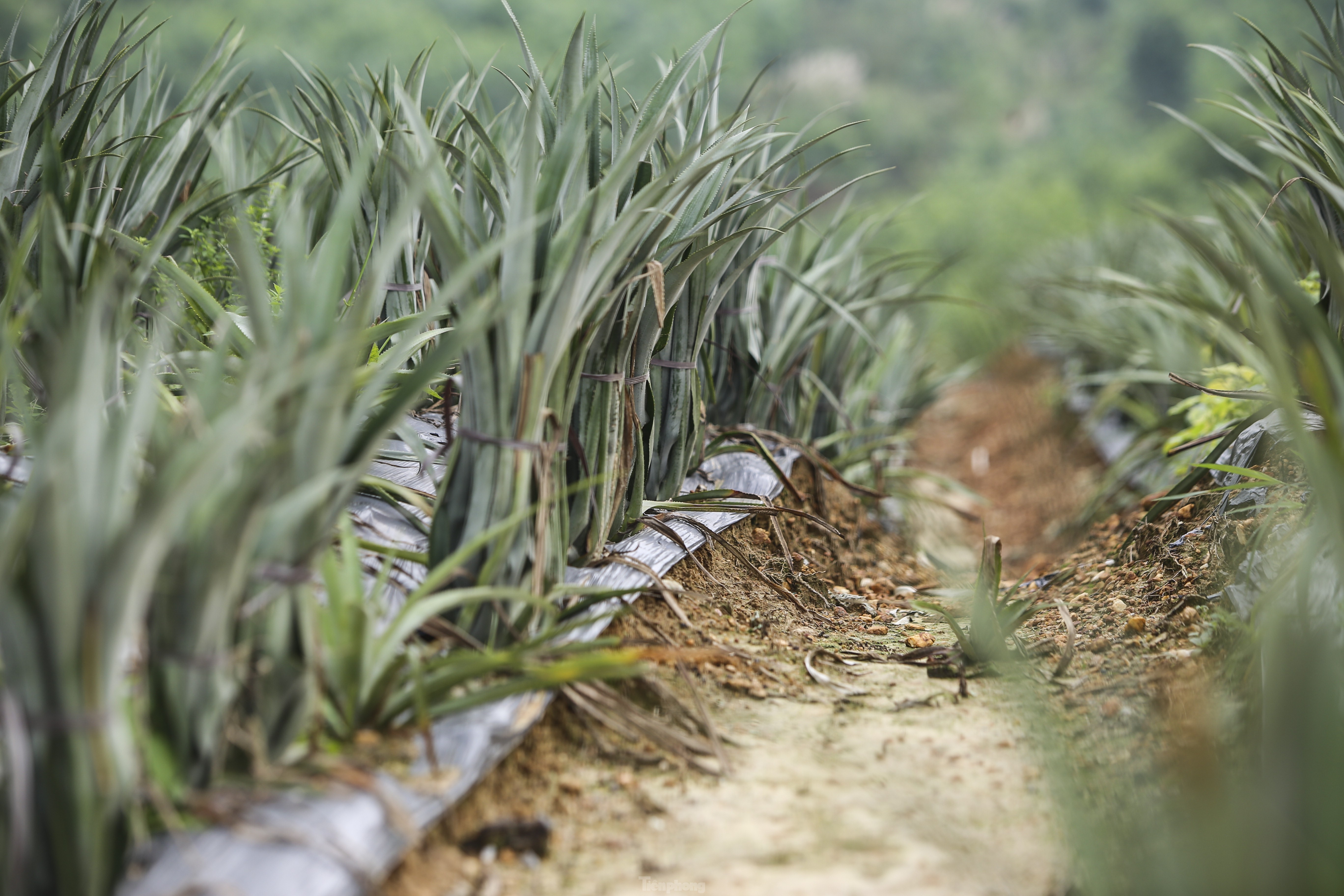 dua cayen,  dua queen anh 5