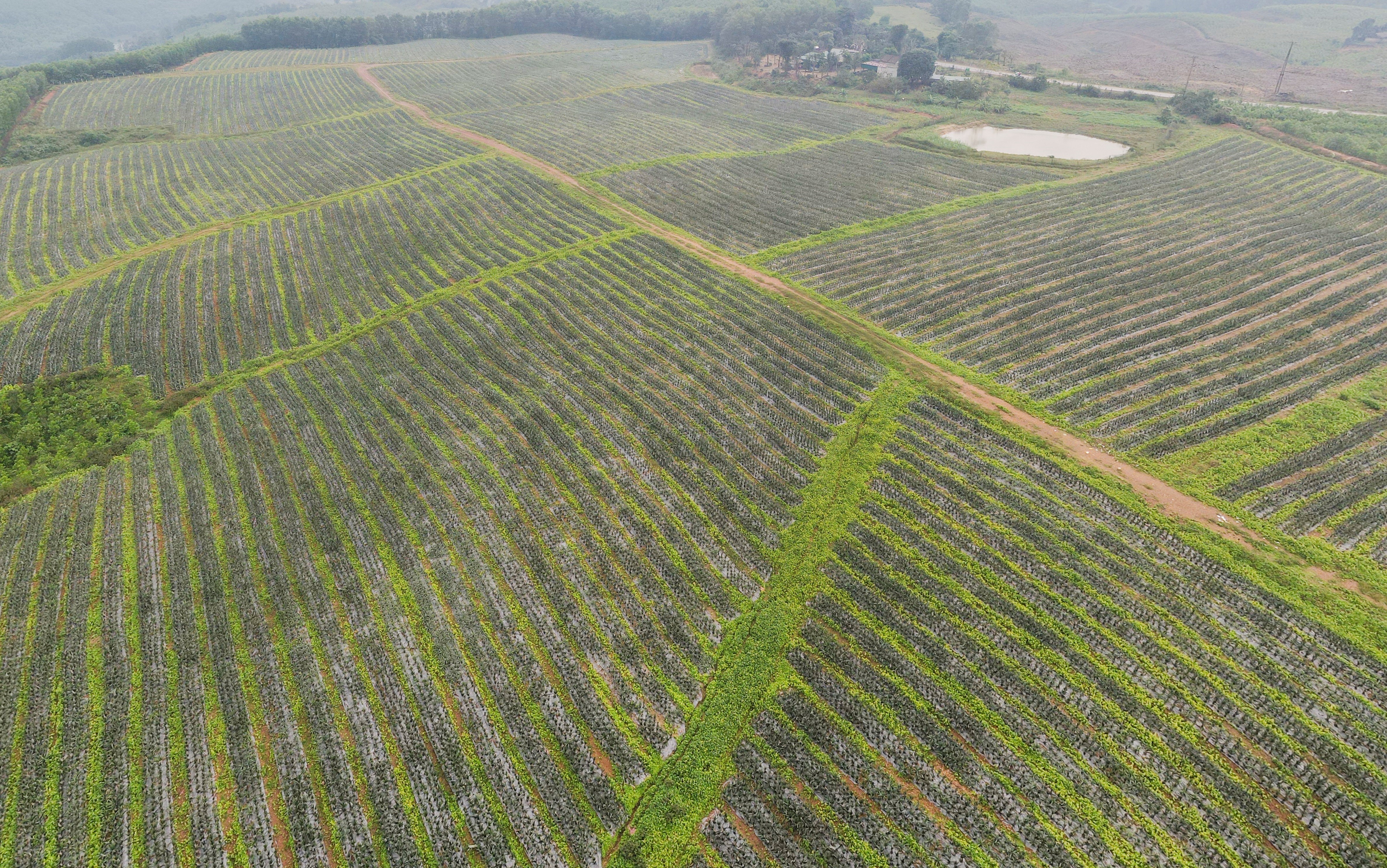 dua cayen,  dua queen anh 1