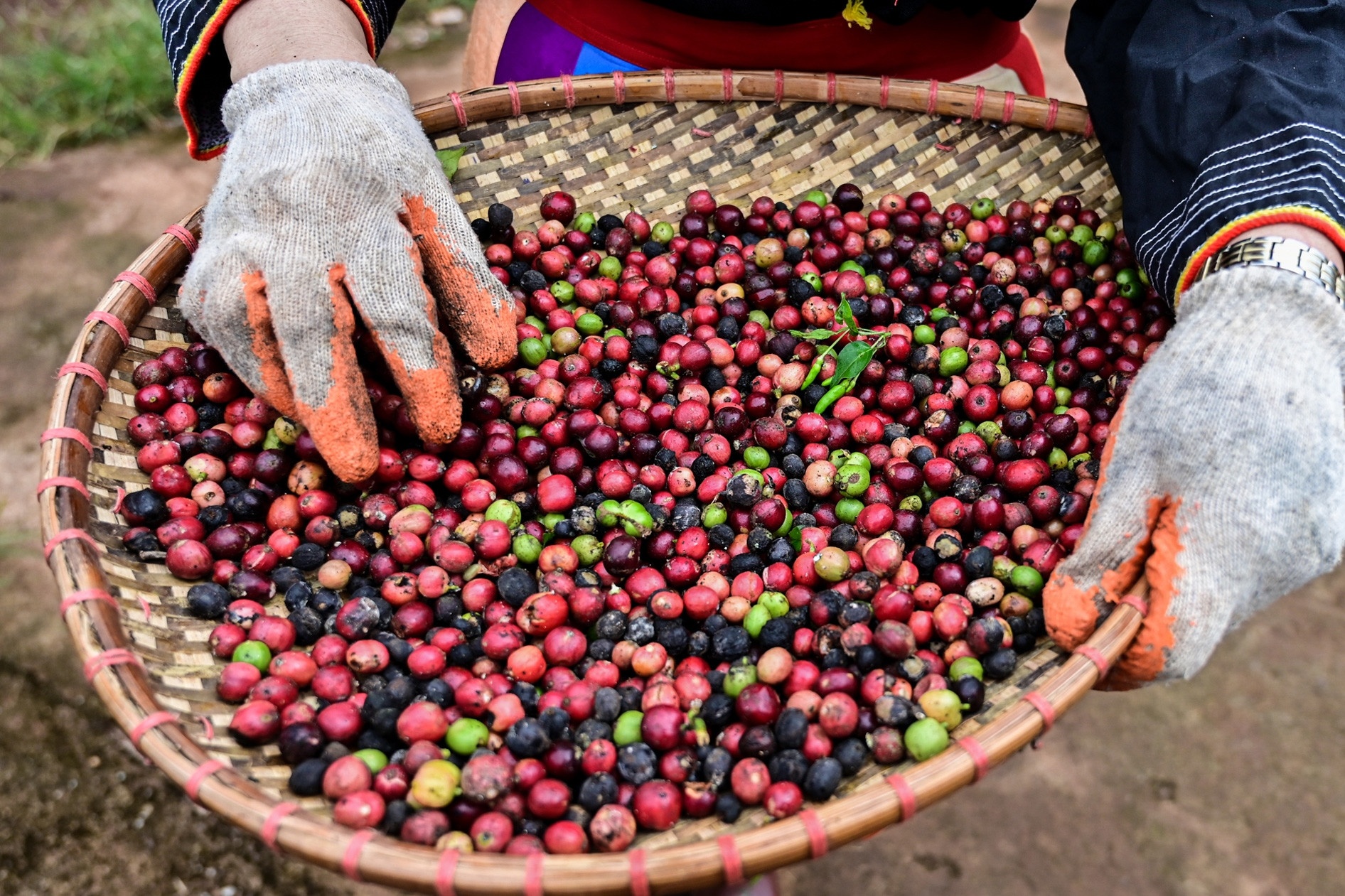 Trung Quoc am tham chi tien khung mua ca phe Viet Nam voi gia dat do hinh anh