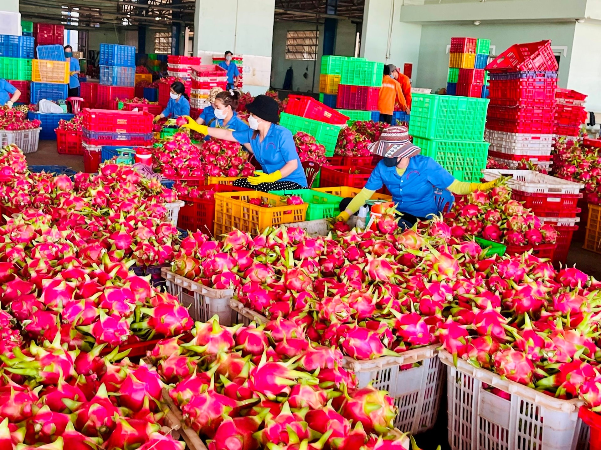 Ai chiu trach nhiem viec thanh long 'chet yeu' vi thu tuc xuat khau? hinh anh