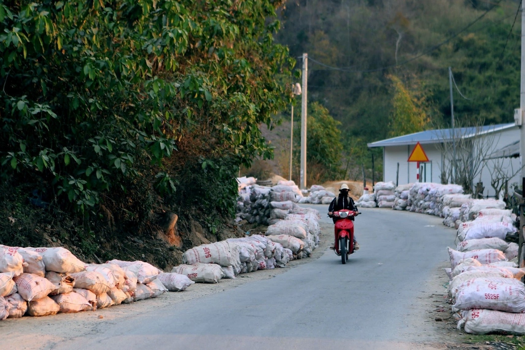 Gia san rot tham, trong thang 3 se thu mua het cho ba con hinh anh