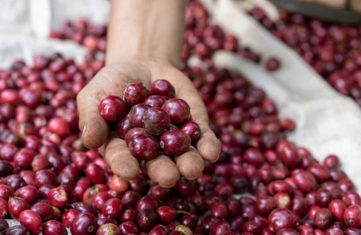 Gia ca phe trong nuoc giam manh, the gioi tang vot hinh anh