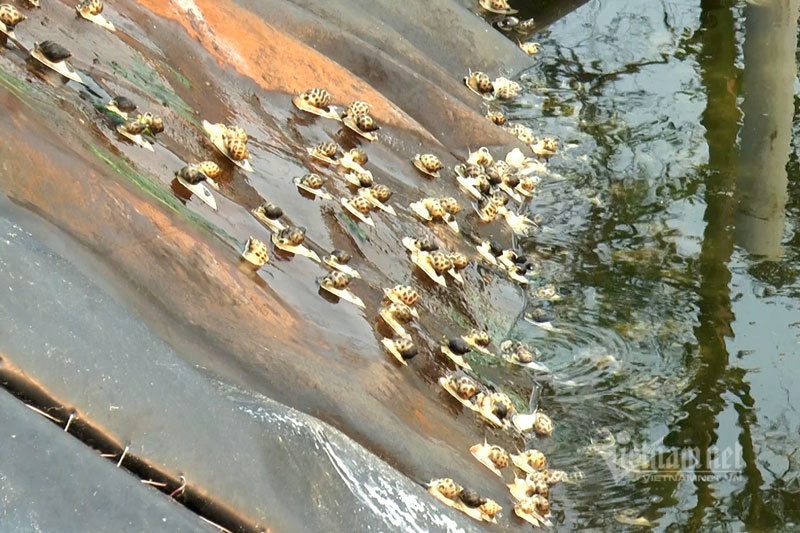 hai san xuat khau,  thuong lai trung quoc anh 1