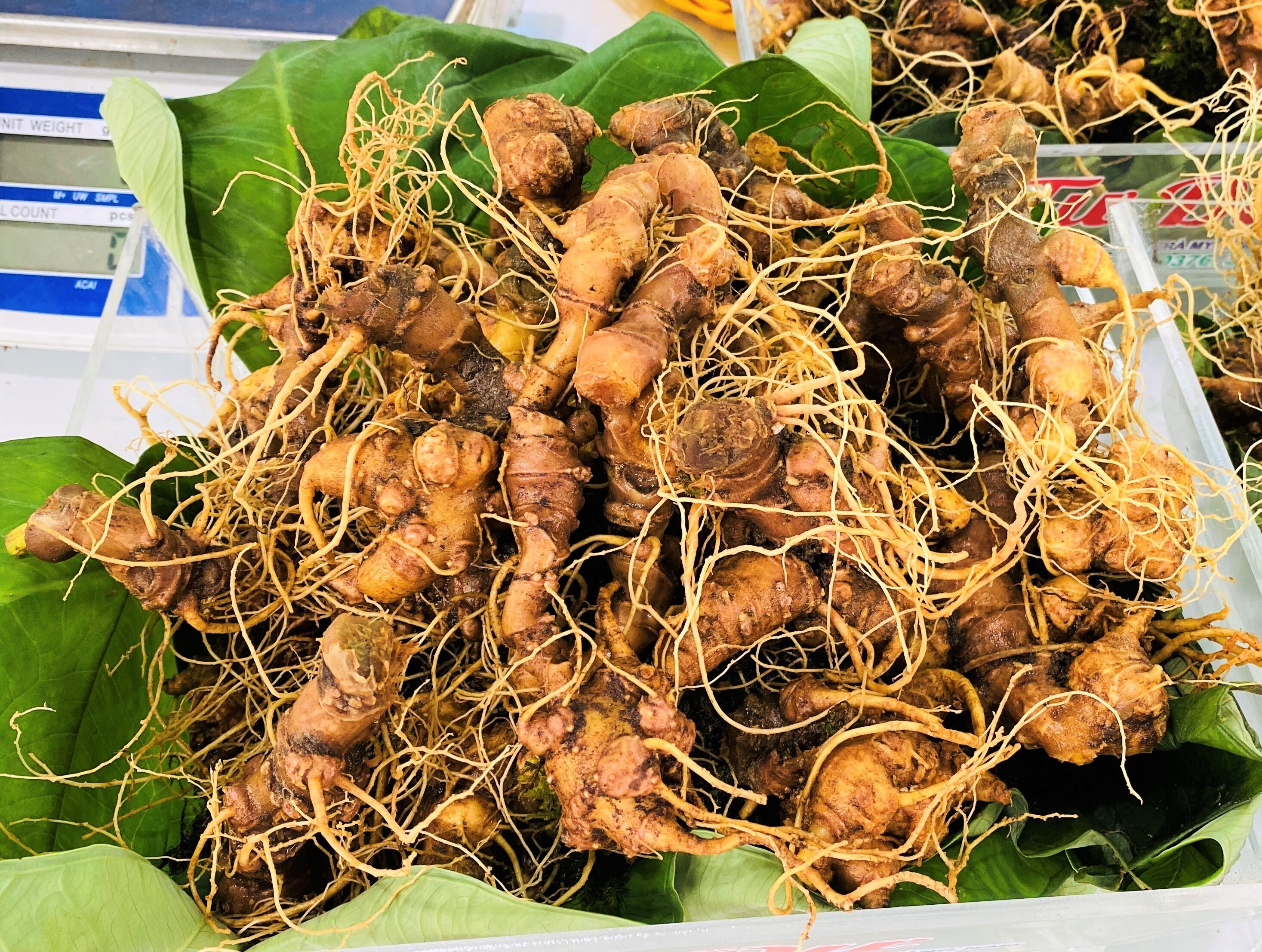 Phien cho sam Ngoc Linh thu hon 5 ty dong hinh anh