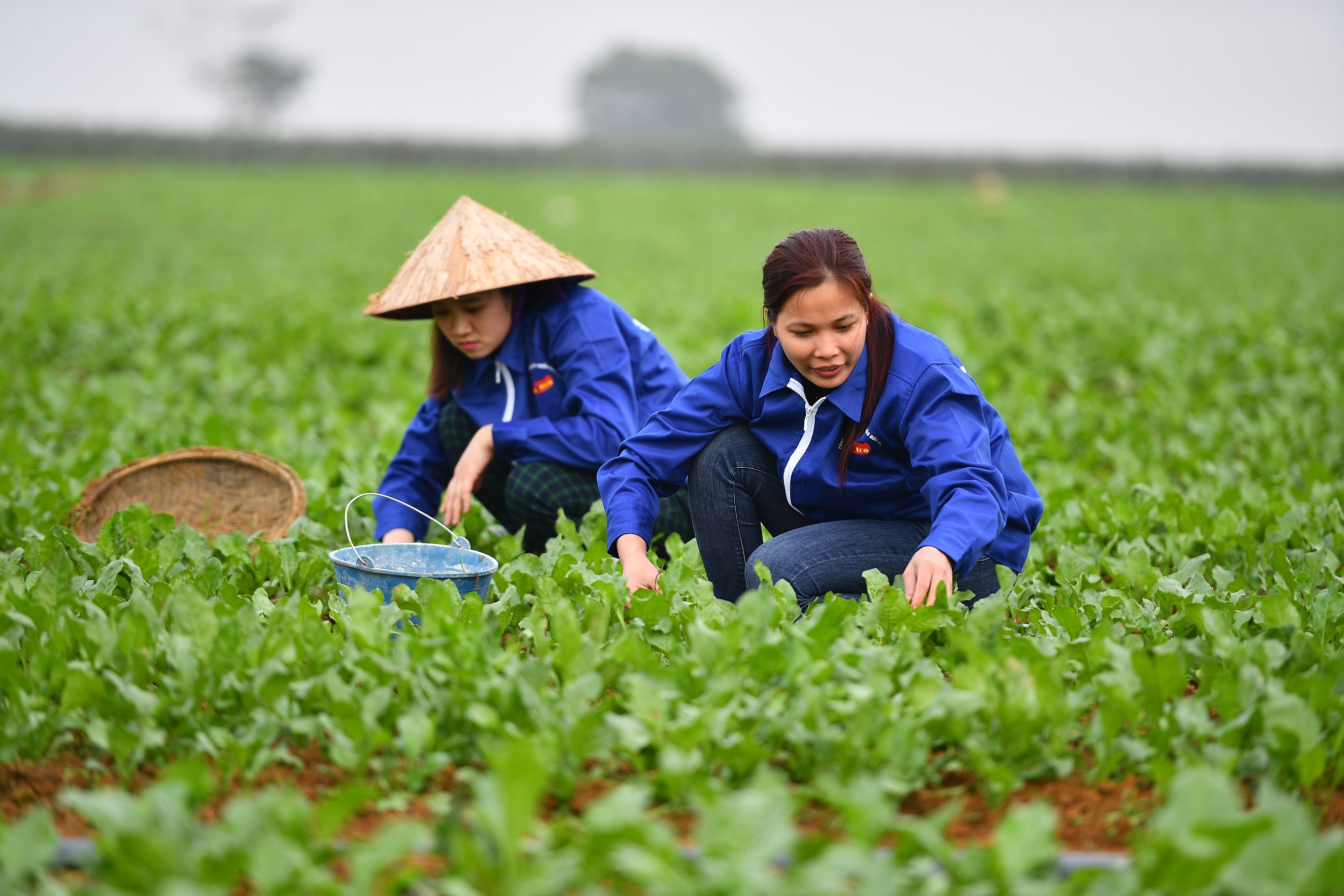 Chot bom 185.000 ty cho vay nong, lam, thuy san lai suat thap hinh anh