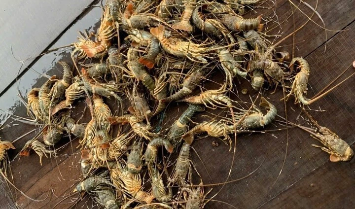 Lu lon khien tom hum chet hang loat, gia ban chi con 200.000 dong/kg hinh anh