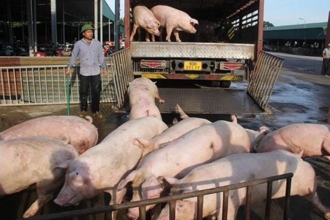 Lu lut, dich benh bung phat, cuoi nam co thieu thit heo? hinh anh