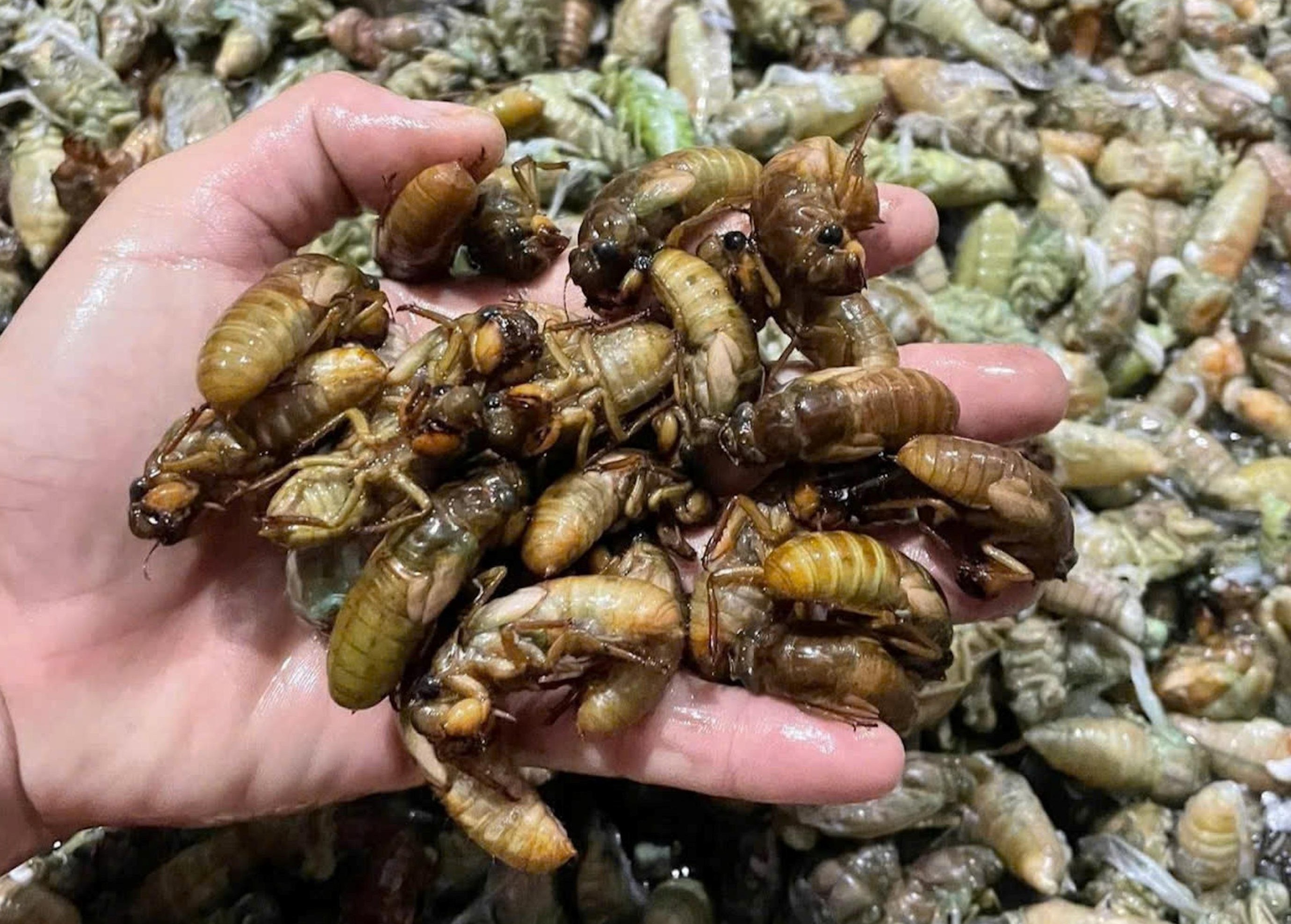 Nguoi TP Hue dem khuya vao rung san 'loc troi' thu bac trieu moi ngay hinh anh