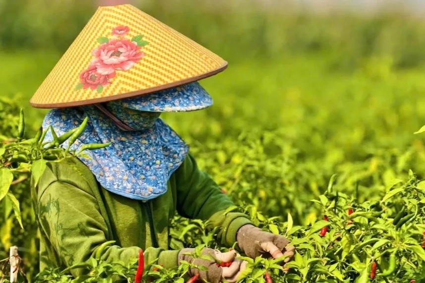 Ot duoc mua, vi sao nong dan trang tay? hinh anh