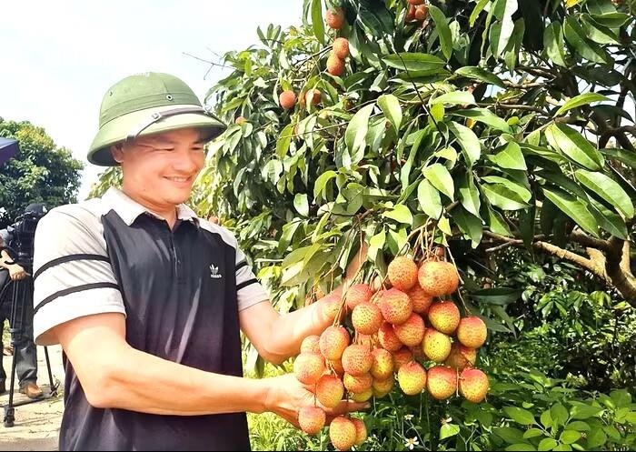 Vai Bac Ninh mat mua, 1 vuon vai u trung van ban gia ky luc hinh anh