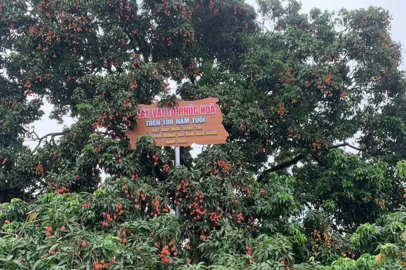 Dieu dac biet ve cay vai thieu 'bau vat' o Bac Ninh hinh anh