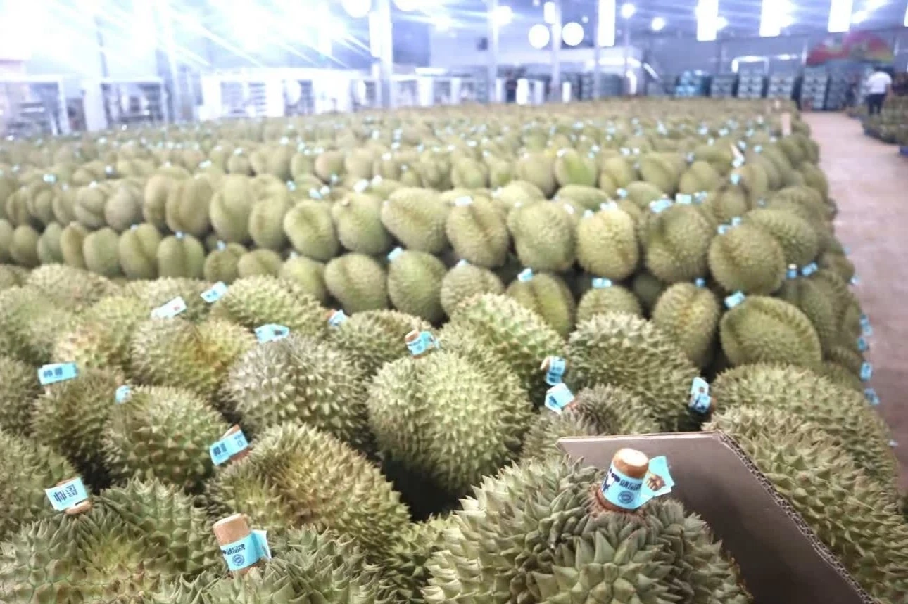 350.000 tan sau rieng Dak Lak chua co ma so vung trong hinh anh