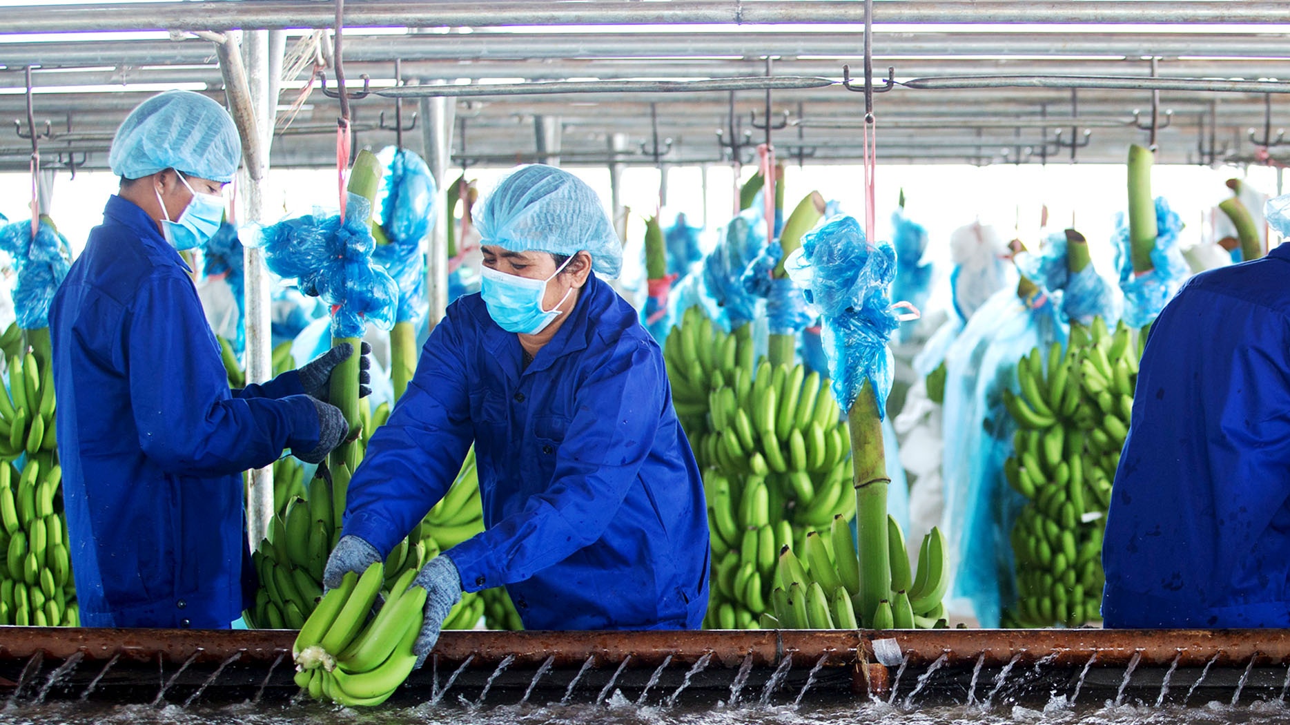 HAGL Agrico của tỷ phú Trần Bá Dương đã có lãi