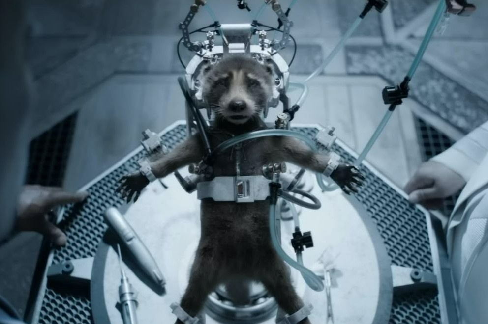 Marvel,  Guardians of the Galaxy,  MCU,  Rocket,  dong vat anh 1