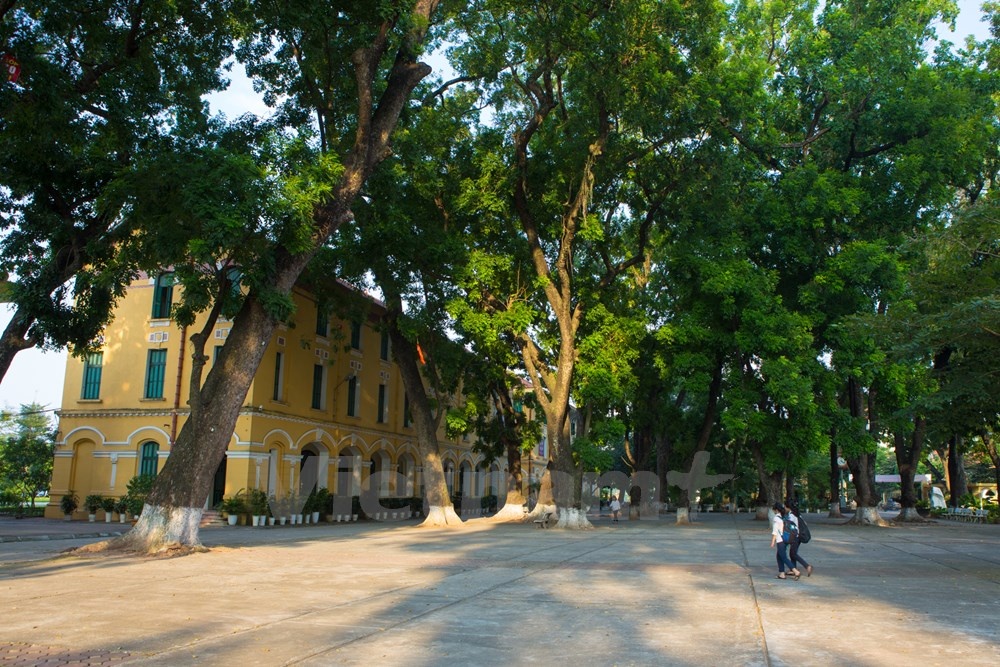 Những hàng cây xanh rợp bóng cả sân trường.