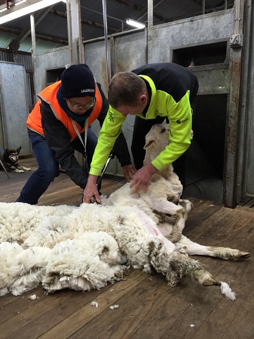 Vĩnh Bảo (trái) trải nghiệm việc cạo lông cừu.