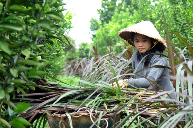 Thoa 'hat tieu' va giac mo lam bac si cuu nguoi hinh anh