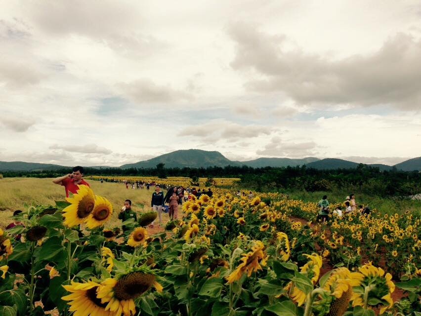 Cánh đồng hướng dương