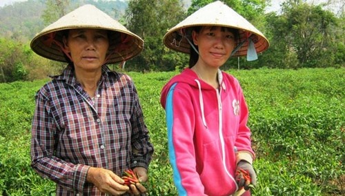 Kiều Anh phụ gia đình thu hoạch ớt.