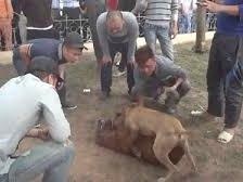 Thanh nien co vu choi cho o Ha Noi hinh anh