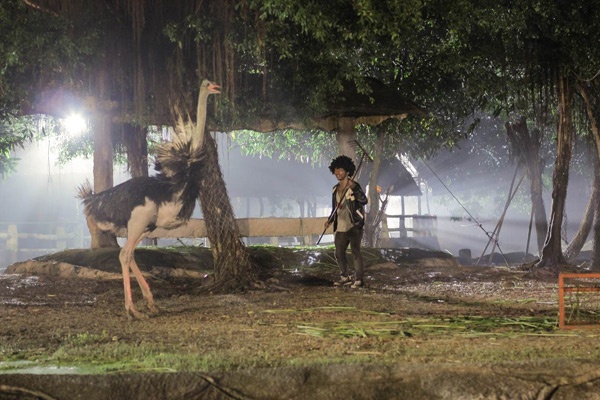 Chọc ghẹo đà điểu là cảnh quay