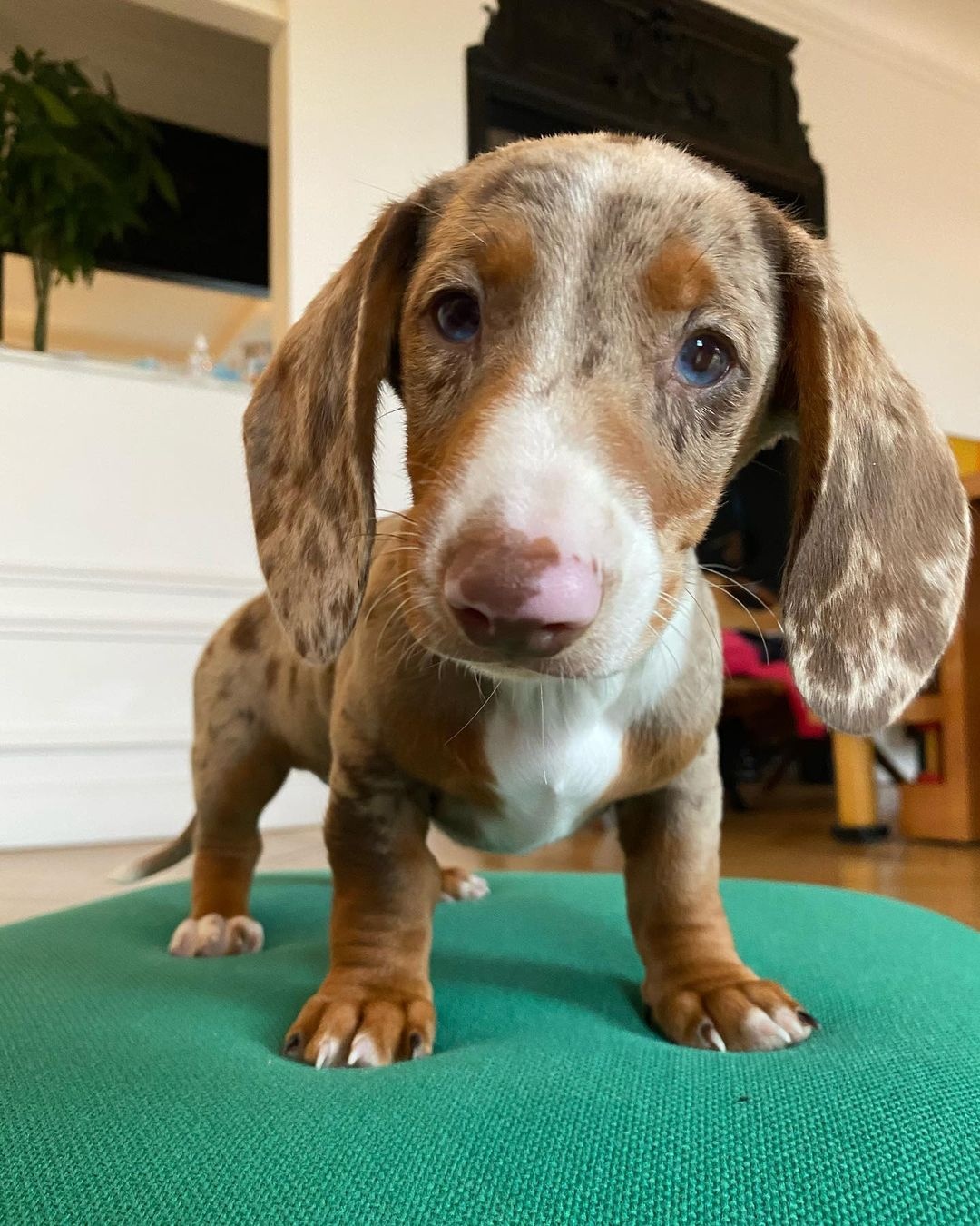 chu cho noi tieng anh 3