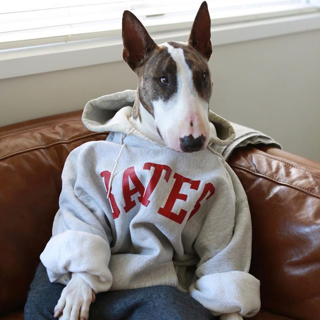 chu cho noi tieng anh 5