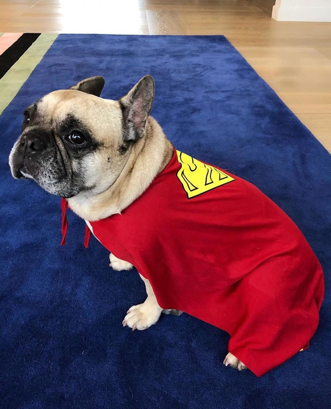 chu cho noi tieng anh 7