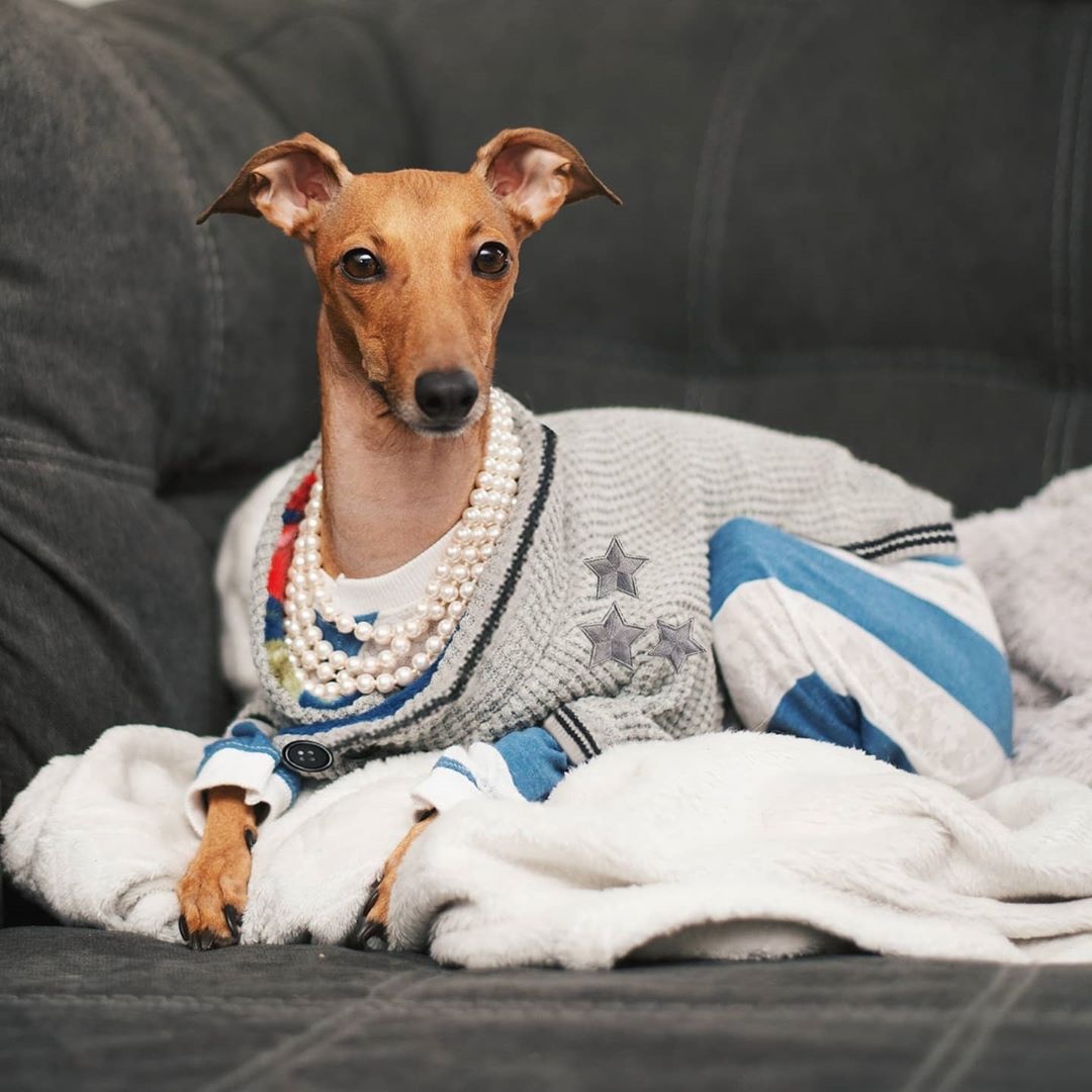 chu cho noi tieng anh 11