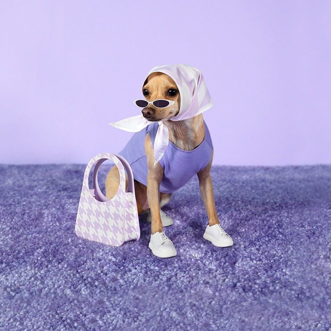 chu cho noi tieng anh 14