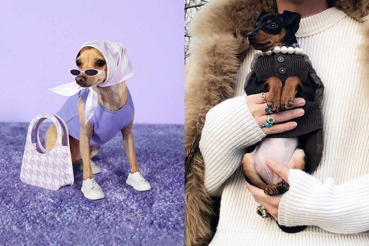 7 chu cho noi tieng vi mac do sanh dieu hinh anh