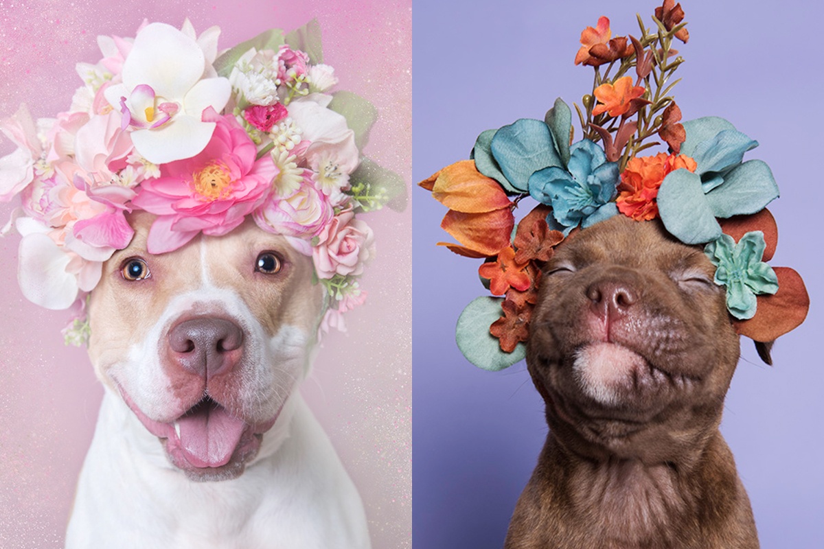 Nu nhiep anh gia chuyen lam dep cho cho hinh anh