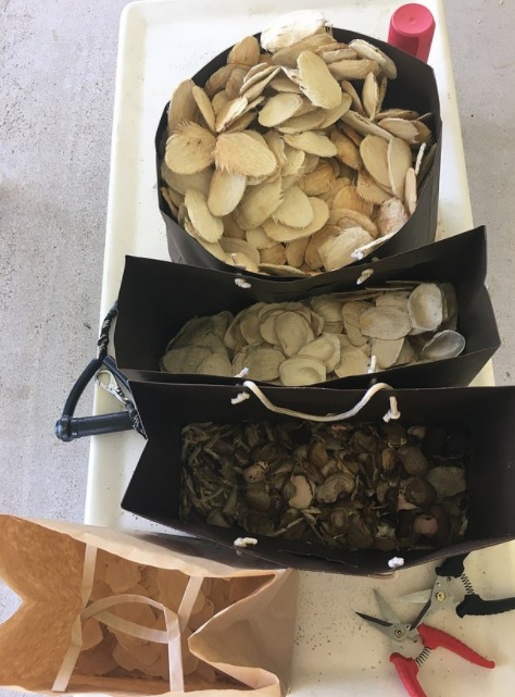 nu sinh 18 tuoi lam vay da hoi anh 6