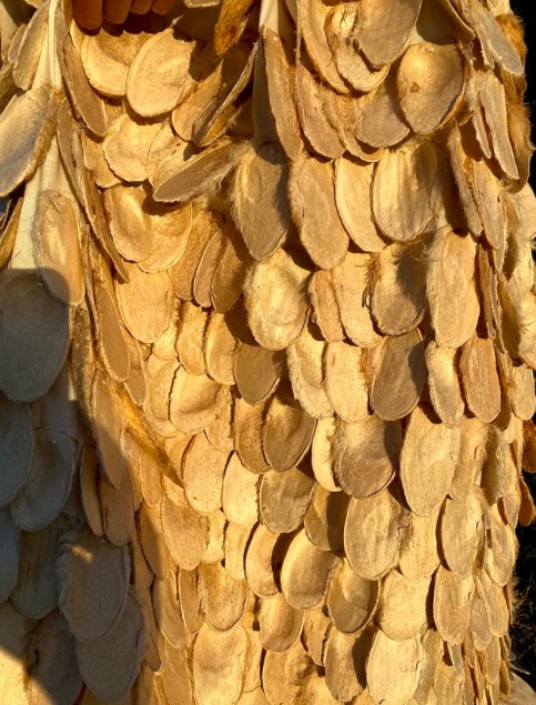 nu sinh 18 tuoi lam vay da hoi anh 8