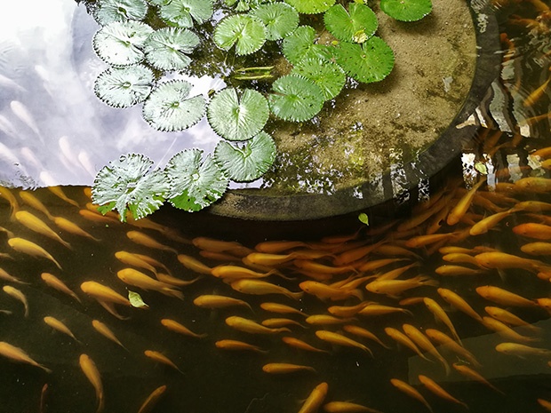 Camera Leica của Huawei P9 ảnh 2 Camera Leica cua Huawei P9 anh 2