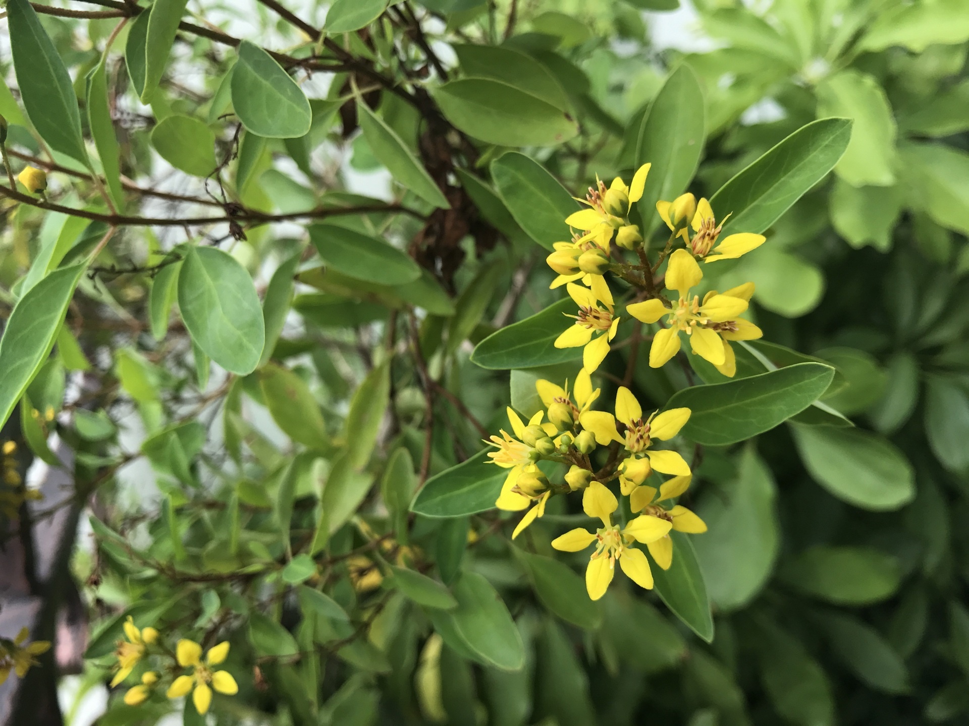 so sanh camera iphone 7 s7 anh 3