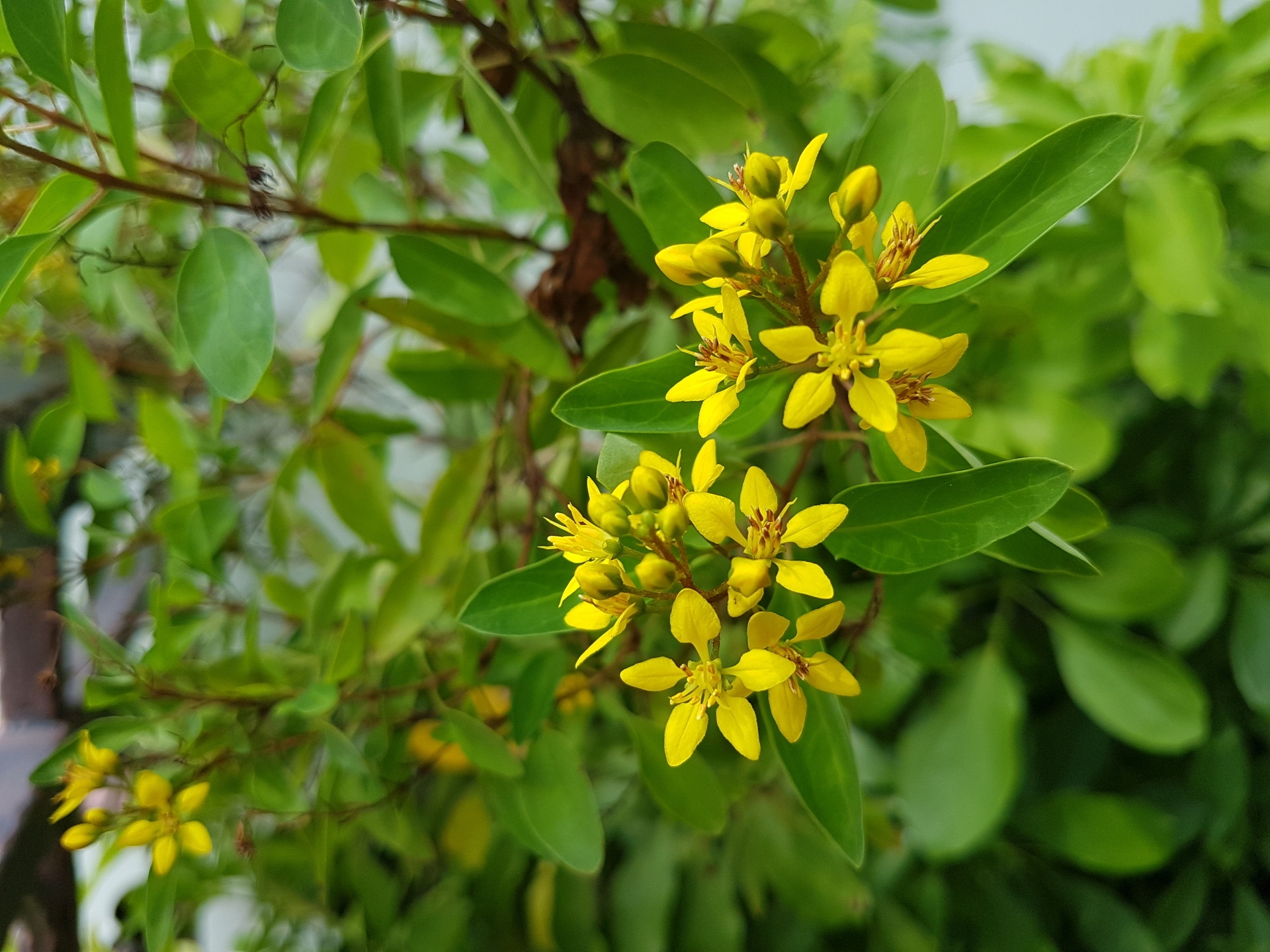 so sanh camera iphone 7 s7 anh 4