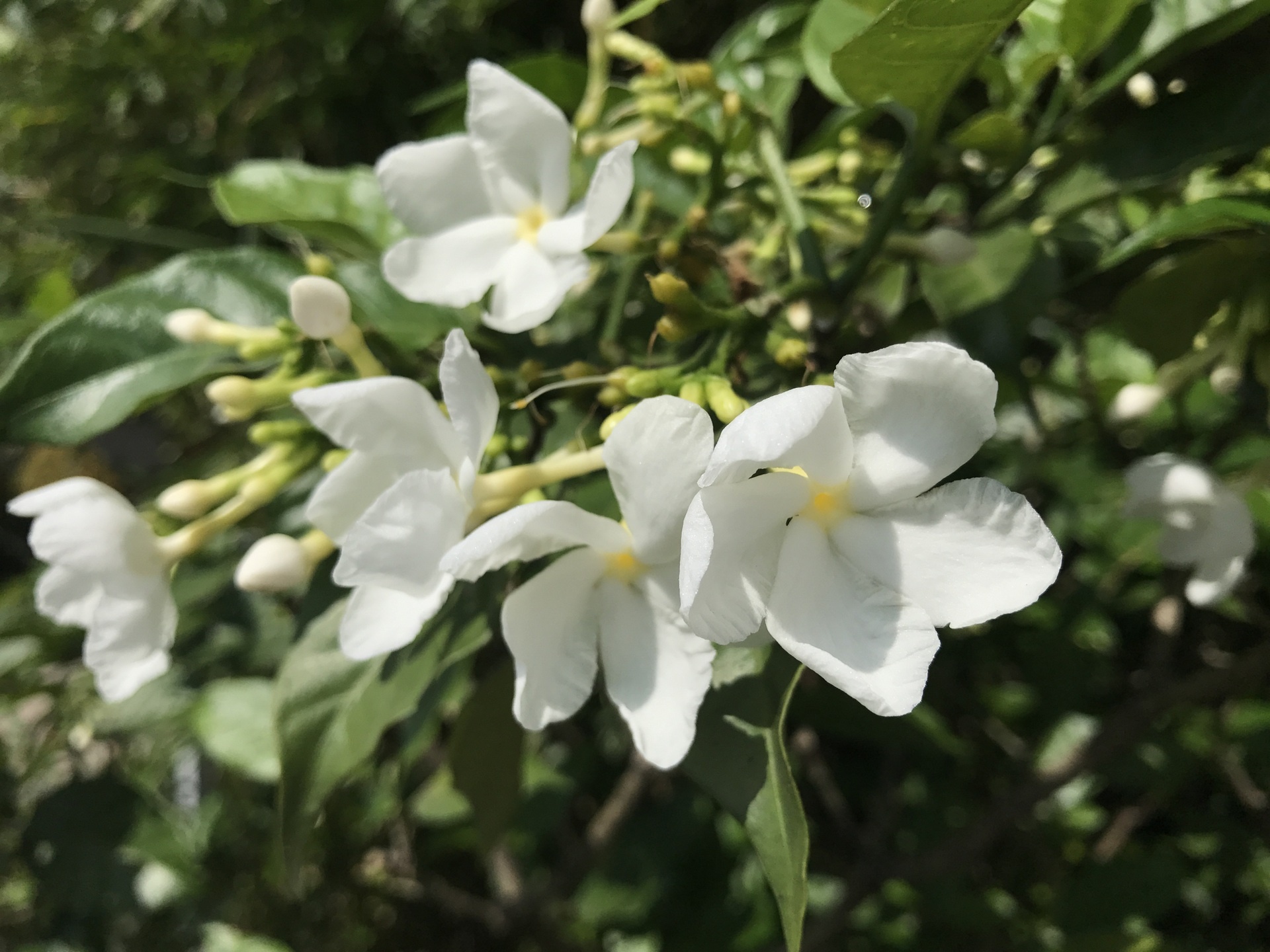 so sanh camera iphone 7 s7 anh 5