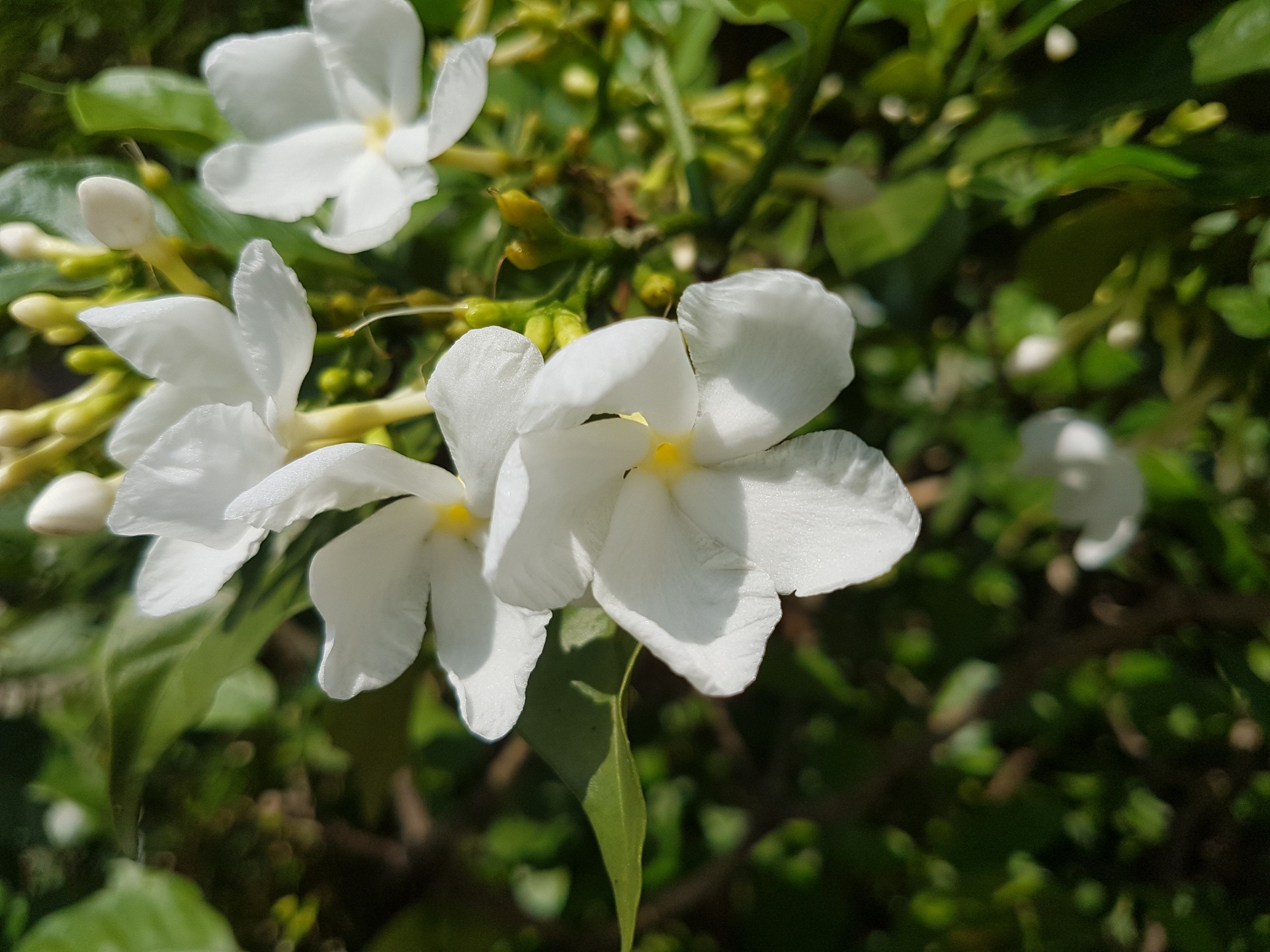 so sanh camera iphone 7 s7 anh 6