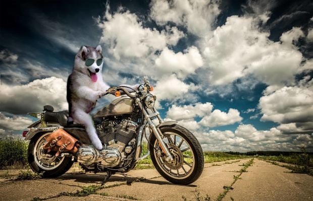 ảnh chế chó Husky kẹt trên dừa ảnh 3 anh che cho Husky ket tren dua anh 3