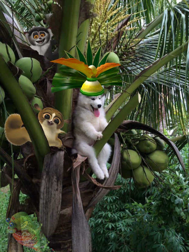 ảnh chế chó Husky kẹt trên dừa ảnh 5 anh che cho Husky ket tren dua anh 5