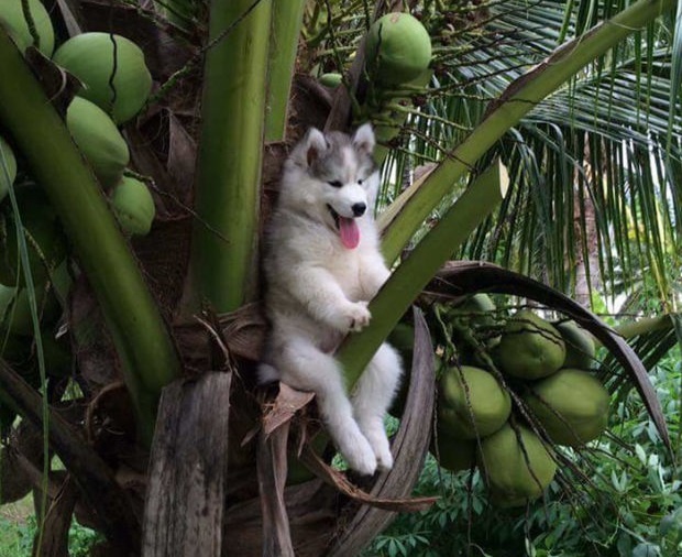 Cho husky mac ket tren cay dua thanh trao luu anh che hinh anh