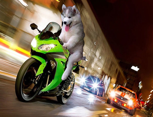 ảnh chế chó Husky kẹt trên dừa ảnh 9 anh che cho Husky ket tren dua anh 9