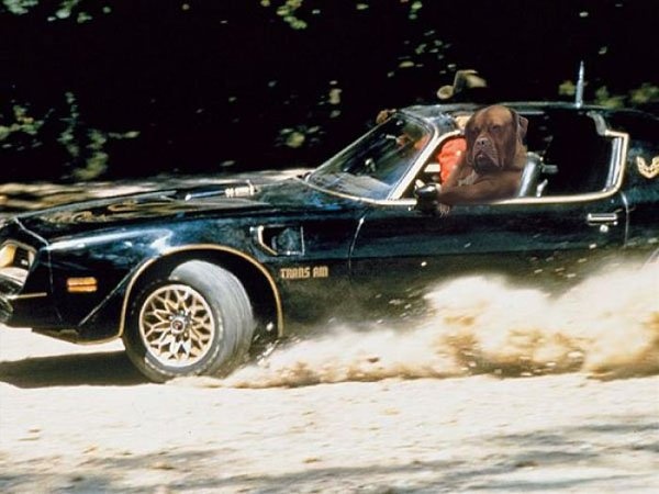 ảnh chế chó ngồi xe tải ảnh 8 anh che cho ngoi xe tai anh 8