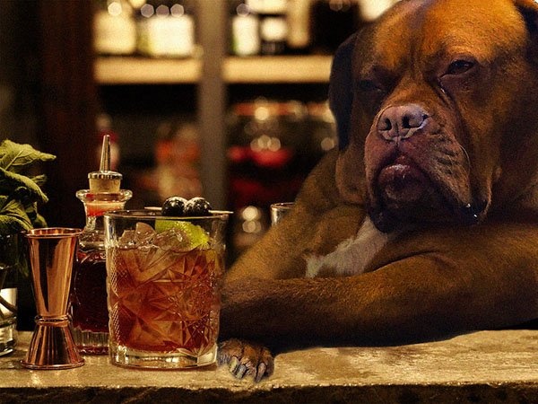 ảnh chế chó ngồi xe tải ảnh 6 anh che cho ngoi xe tai anh 6