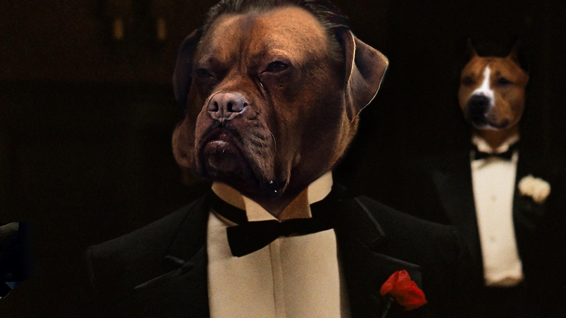 ảnh chế chó ngồi xe tải ảnh 9 anh che cho ngoi xe tai anh 9