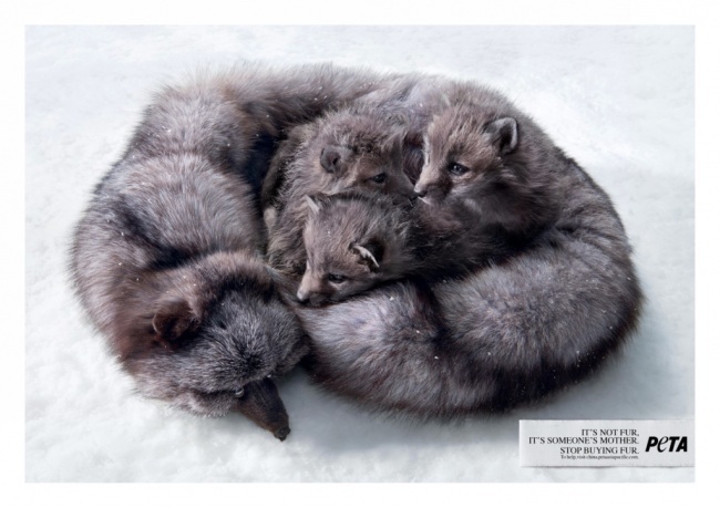 quảng cáo trên mạng xã hội ảnh 7 quang cao tren mang xa hoi anh 7