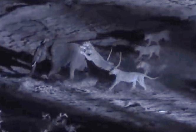 Can canh dan su tu tan cong voi de an thit trong dem toi hinh anh