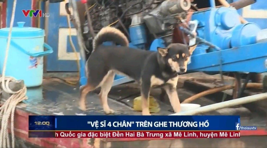 'Ve si 4 chan' tren ghe thuong ho hinh anh
