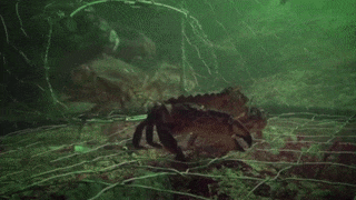 Bach tuoc thong minh lao vao long de trom cua va tau thoat hinh anh